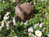 Memorial Rock Urn 1770 Regular Brown